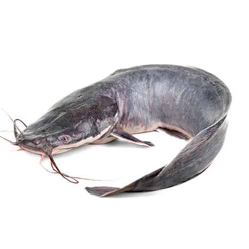 Fresh catfish